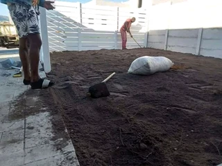 Delivery and installa buffalo grass