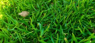 Roll on lawn Kikuyu grass