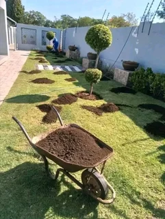 Roll on lawn Kikuyu grass