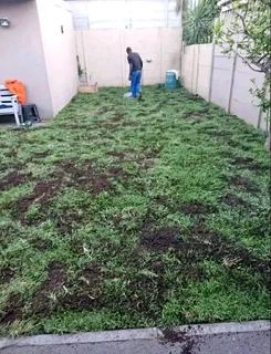 Roll on lawn buffalo grass and compost weed free