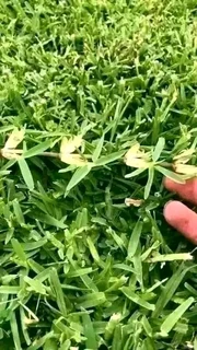 Roll on lawn buffalo grass and compost weed free