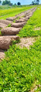 Roll on lawn buffalo grass and compost weed free