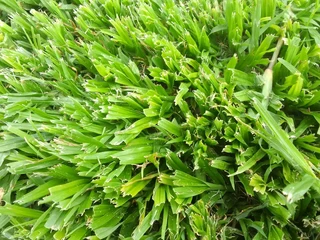 Delivery and installa Lm Berea grass and Kikuyu grass