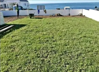 Roll on lawn Kikuyu grass