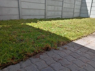 Roll on lawn Kikuyu grass