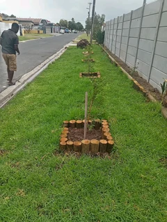 Roll on lawn Kikuyu grass