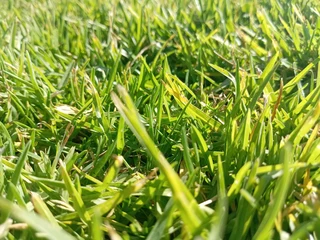 Roll on lawn Kikuyu grass