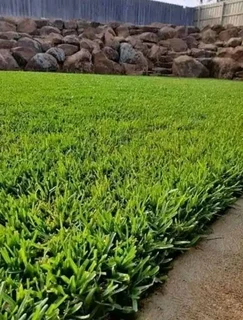 Roll on lawn Kikuyu grass