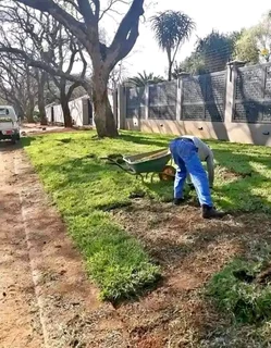 Roll on lawn Kikuyu grass