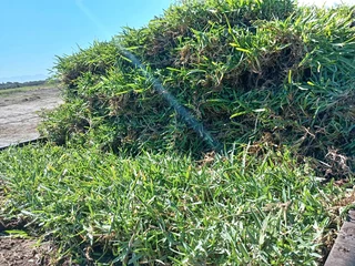 quality installation off  buffalo grass