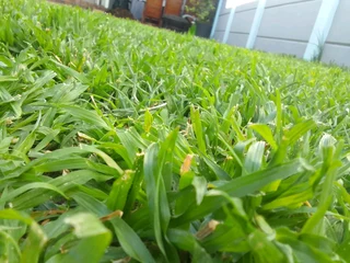 quality installation off  buffalo grass