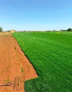 Supply and installa Lm Berea grass