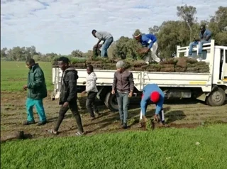 Delivery and installa roll on lawn Kikuyu grass