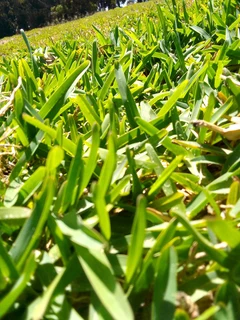 Delivery and installa roll on lawn Kikuyu grass