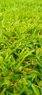 We do supply and installa Lm Berea grass