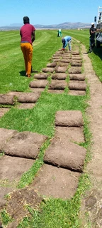 We do supply and installa Lm Berea grass