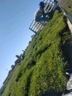 We do supply and installa Lm Berea grass