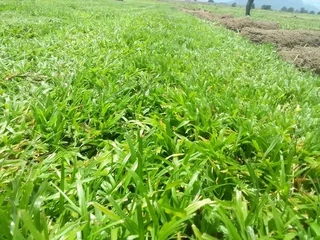 We do supply and installa Lm Berea grass