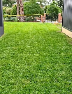 Roll on lawn Lm Berea grass and Kikuyu grass