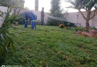 Roll on lawn Lm Berea grass and Kikuyu grass