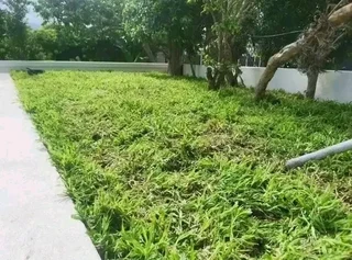 We do supply and installa buffalo grass