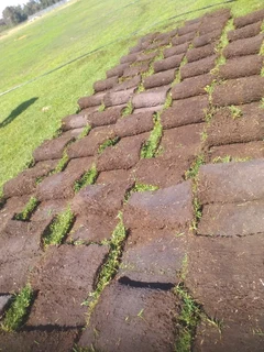 Roll on lawn Kikuyu grass and buffalo grass