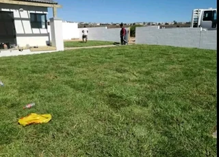 Delivery and installa buffalo grass