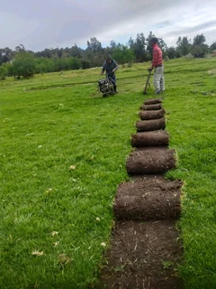 Delivery and installa buffalo grass