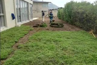 Delivery and installa buffalo grass