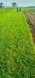 Roll on lawn Lm Berea grass