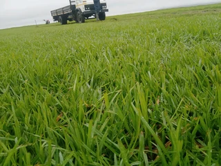 Supply and installa national grass