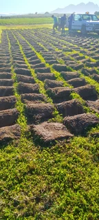 Kikuyu grass and buffalo grass  top soil and compost weed free