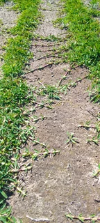 Kikuyu grass and buffalo grass  top soil and compost weed free