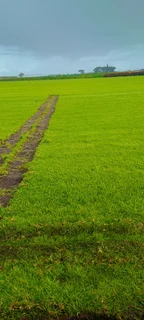 Supply and installation off national green grass