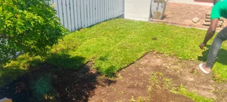 Roll on lawn Lm Berea grass