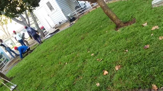 Roll on lawn Lm Berea grass