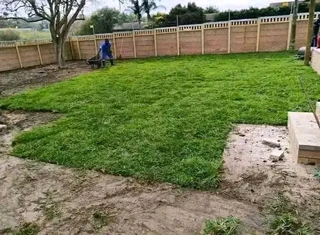 Roll on lawn Lm Berea grass