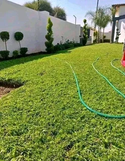 Delivery and installa buffalo grass