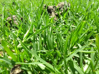 we supply and installa off Kikuyu grass