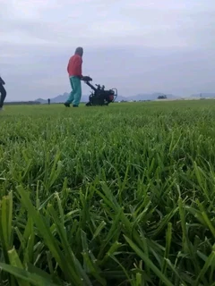 we supply and installa off Kikuyu grass