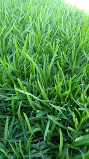 Roll on lawn Kikuyu grass