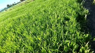 Roll on lawn Kikuyu grass