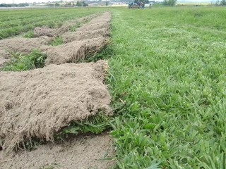 Roll on lawn Lm Berea grass