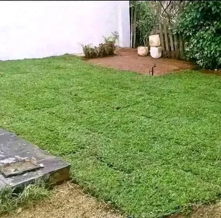 Roll on lawn Lm Berea grass