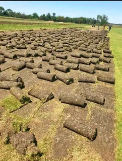 Roll on lawn Lm Berea grass