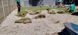 Roll on lawn Lm Berea grass