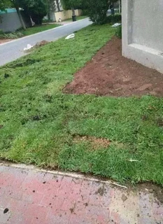 We supply call type of roll on lawn grass