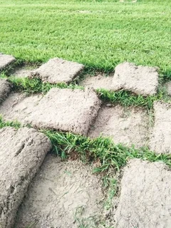 We supply call type of roll on lawn grass