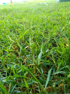 Delivery and installa buffalo grass