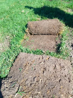 Delivery and installa buffalo grass